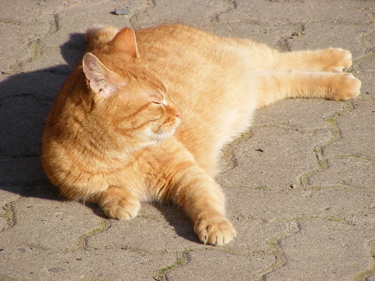 一隻橘貓在人行道上曬太陽睡覺